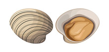 Sand Clam Shell Sea Seashell Animal Shellfish Oyster Vector Illustration
