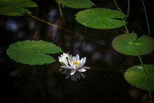 Water Lily Flower On Pond