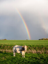Beef Cow In Belgian Countryside With Rainbow In The Background