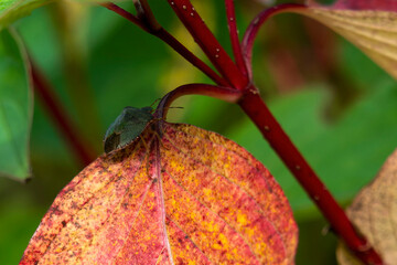 Wall Mural - common dogwood autumn leaves colour during the november fall showing a green shield bug insect on a 