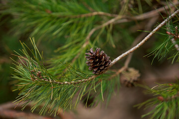 Wall Mural - pine branch close-up