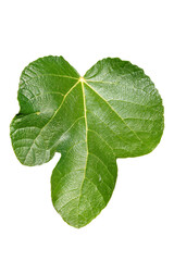 Wall Mural - fig leaf (ficus carica) cut out and isolated on a white background, stock photo image