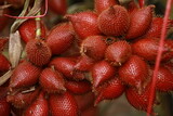 Salak fruits in the garden ready to be picked