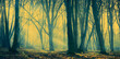 poranna mgła w lesie i promienie słońca