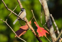 Closeup Of A Carolina Chickadee Perched On The Tree Branch With Red Autumn Leaves