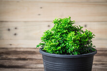 Little Plant On Clay Pot Wooden Background.