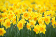 yellow narcissus flowers