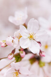 Fototapeta Kwiaty - cherry blossom in spring