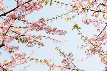 Wall Mural - cherry blossom in spring