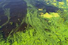 Abstract Natural Green Algae Seaweed Duckweed Growing In Shallow Sea Swamp Water Surface Texture