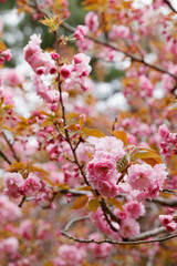 Wall Mural - double cherry blossoms in spring