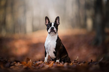 Boston Terrier Dog Portait In Autumn Time