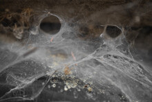 A Spider Made A Lot Of Webs To Trap Its Prey.