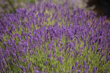 Fototapeta Lawenda - lavender garden