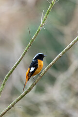 Wall Mural - Close up of a daurian redstart in a colorful tree