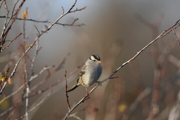 Wall Mural - Closeup of a white-crowned sparrow perched on a branch