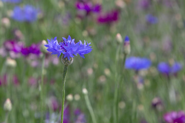 Poster - blue cornflower on meadow