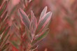 Closeup of Leucadendron salignum growing in a field under the sunlight with a blurry background