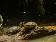 Turtles On Log