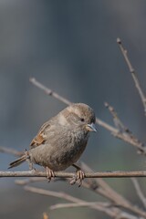 Sticker - Vertical shallow focus shot of adorable Old World sparrow perched on naked tree branch