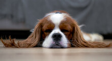 Cavalier King Charles Spaniel Dog Laying On The Floor And Sleeping 