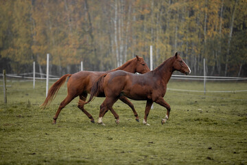 Wall Mural - Beautiful young horses gallop across the green field