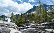 Stream flowing through evergreen forests and snowy rocks with white mountain goat in the background