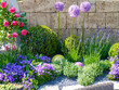Imposante lila zart rosa Riesen-Lauch Pflanze in einer idyllischen Beetanlage . Leeks and giant Leek with violet blossom bulb . Attractive herb bed in the garden . Lauch Schnittlauch Riesenlauch Blüte