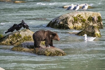 Poster - A young grizzly standing on a rock in Alaska