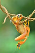 frog on a branch
