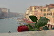 Rose on Bridge Rialto Grand Canal Venice Italy Panorama 