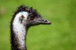 Großer Emu / Emu / Dromaius noveabollandiae
