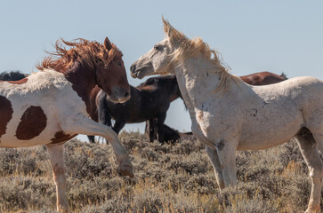 Poster - Pair of Wild Horse Stallions Fighting in the Wyoming Desert in Autumn