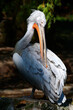 Krauskopfpelikan / Dalmatian pelican / Pelecanus crispus