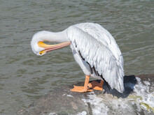 A White Pelican Preening In Galveston Bay.
