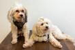 Two ungroomed Chinese Crested Powder puff dogs on a wooden table