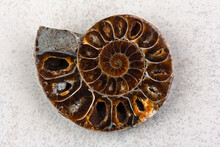 A Polished Half Of Fossil Ammonite On A Gray Background