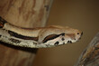 Dunkler Tigerpython / Burmese python / Python molurus bivittatus.
