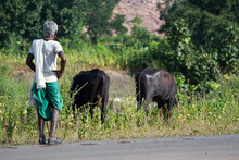 An Indian Old Man Standing On Road Watching His Two Buffaloes India. Indian Old Age Farmer With His Buffalo. Indian Poor People