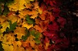 Closeup shot of the autumn foliage
