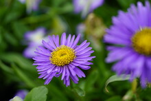Close Up Of An Aster Purple Flower