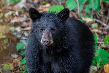 Poster - Closeup of an adorable black furry bear standing in a forest