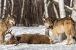 Grey Wolves (Canis lupus) Turn From Body of White-Tail Deer Winter