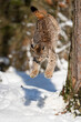 Lynx jumping down from the tree trunk in the winter forest to the snow bellow.