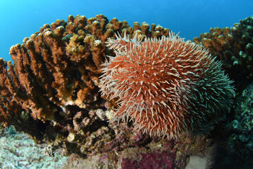 Wall Mural - crown of thorns sea star eating a coral