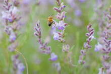 A Bee Landing On A Purple Sage Flower In Southern Utah.