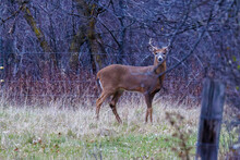 White-tailed Buck (Odocoileus Virginianus) Standing In A Pasture During Fall In Wisconsin. Selective Focus, Background Blur And Foreground Blur
