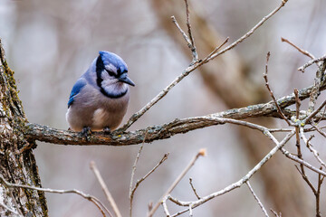 Wall Mural - Blue jay (Cyanocitta cristata) sitting on a tree branch during fall in Wisconsin.
