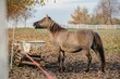 Brown Konik horse standing by white rusty water containers on dry fallen leaves in the pen