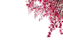 Magenta Cherry Blossom Flowers Tree Branches PNG Image 
